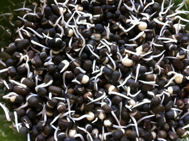 Black-gram-sprouts