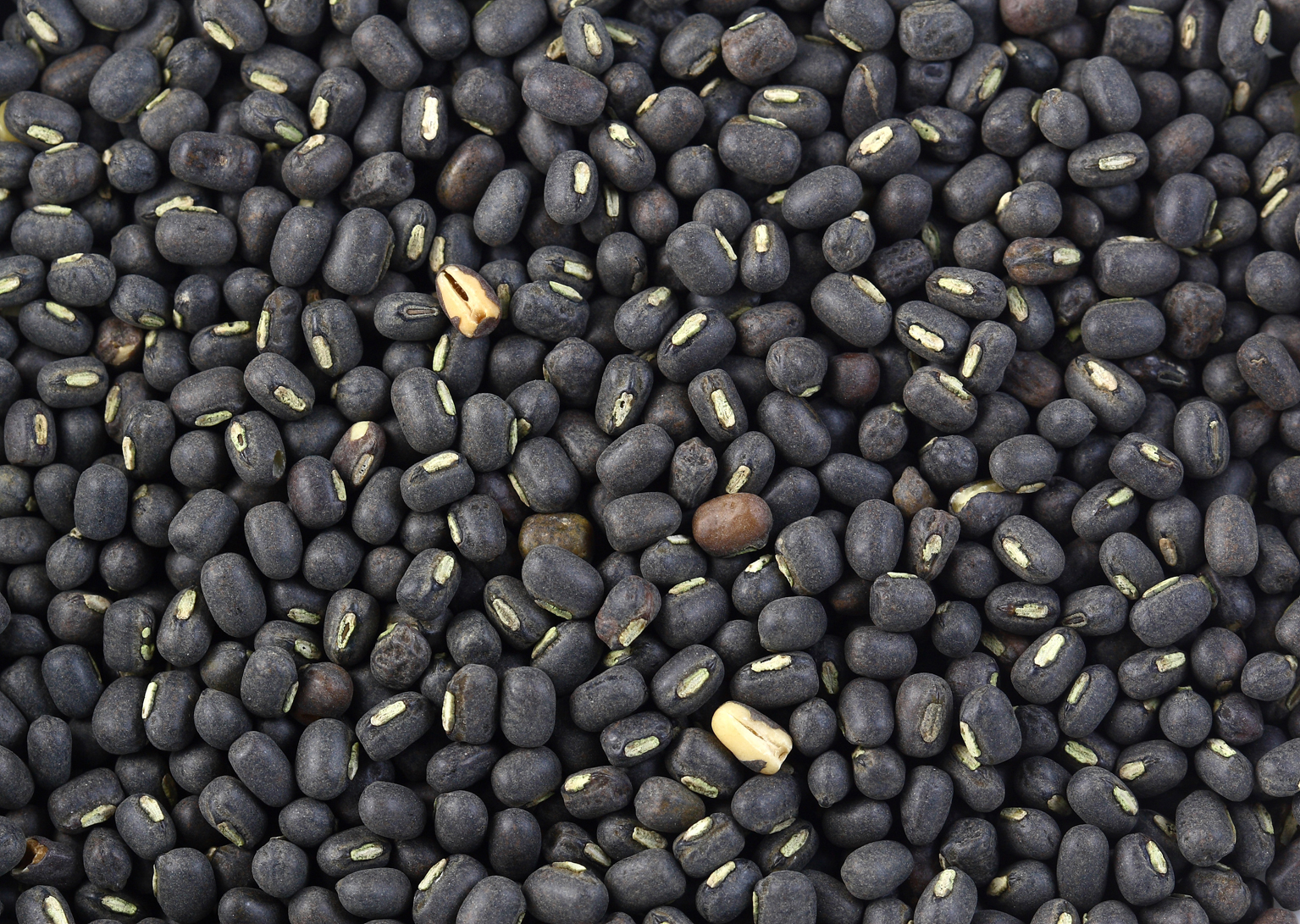 Seeds-of-Black-gram