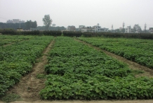 Black-gram-farm