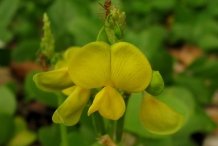 Black-gram-flower