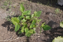 Black-gram-plant