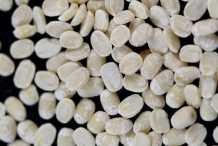 Black-gram-split-pulse