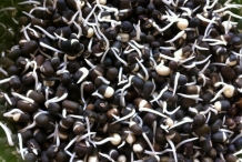 Black-gram-sprouts