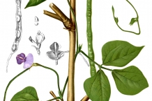 Illustration-of-Black-gram-plant