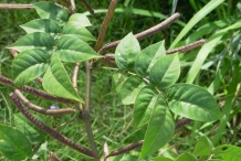 Leaves-of-Black-gram
