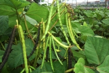 Pods-of-Black-gram