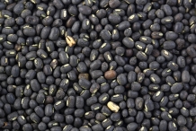 Seeds-of-Black-gram