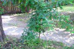 Black-honey-shrub-Plant