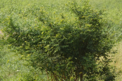 Black-honey-shrub-plant-growing-wild