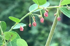 Flower-of-Black-honey-shrub