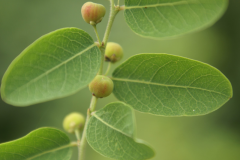 Immature-fruits-of-Black-honey-shrub