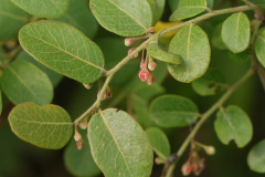 Leaves-of-Black-honey-shrub
