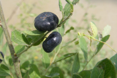 Mature-fruits-of-Black-honey-shrub