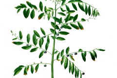 Plant-Illustration-of-Black-honey-shrub