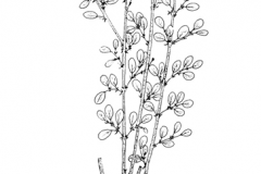 Sketch-of-Black-honey-shrub