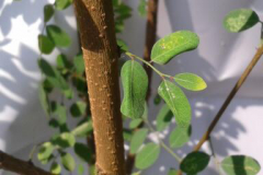 Stem-of-Black-honey-shrub