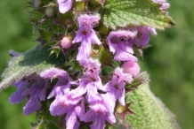 Horehound-flower
