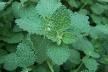 Horehound-leaves
