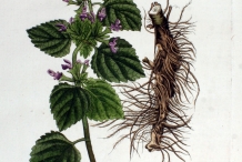 Illustration-of-Horehound