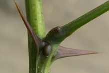 Spines-of-Black-locust