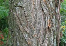 Bark-of-Black-locust