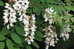 Flowers-of-Black-locust