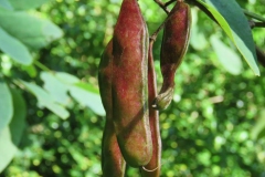 Immature-fruits-of-Black-Locust