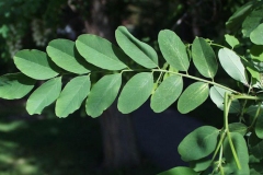Leaves-of-Black-locust
