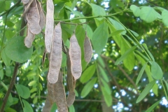 Mature-fruit-of-Black-Locust