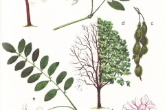 Plant-Illustration-of-Black-Locust