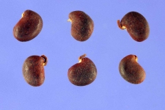 Seeds-of-Black-Locust