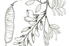 Sketch-of-Black-locust