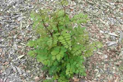 Small-Black-locust-Plant