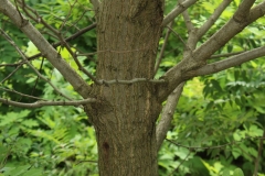 Trunk-of-Black-locust