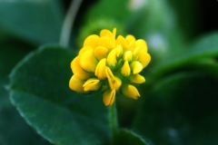 Black-Medick-flower