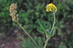 Black-Medick-flowers-and-buds