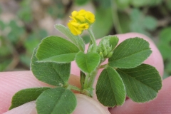 Black-Medick-leaves