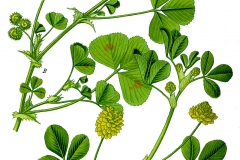Black-Medick-plant-illustration
