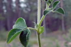 Black-Medick-stem