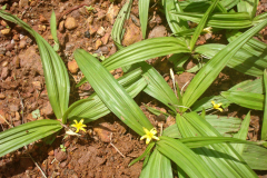 Black-Musli-Plant