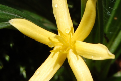 Closer-view-of-flower-of-Black-Musli