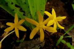 Flowers-of-Black-Musli