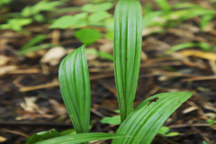 Leaves-of-Black-Musli