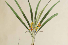 Plant-illustration-of-Black-Musli