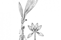 Sketch-of-Black-Musli