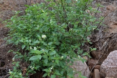 Black-Nightshade-Plant-growing-wild