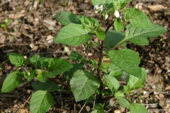 Black-Nightshade-plant