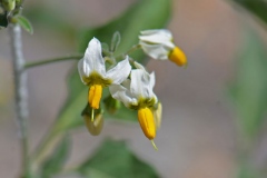 Flower-of-Black-Nightshade