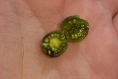 Half-cut-Black-Nightshade-berry