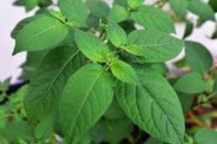 Leaves-of-Black-Nightshade